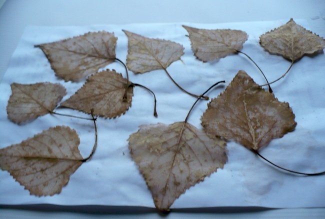 How to make skeletonized leaves easily