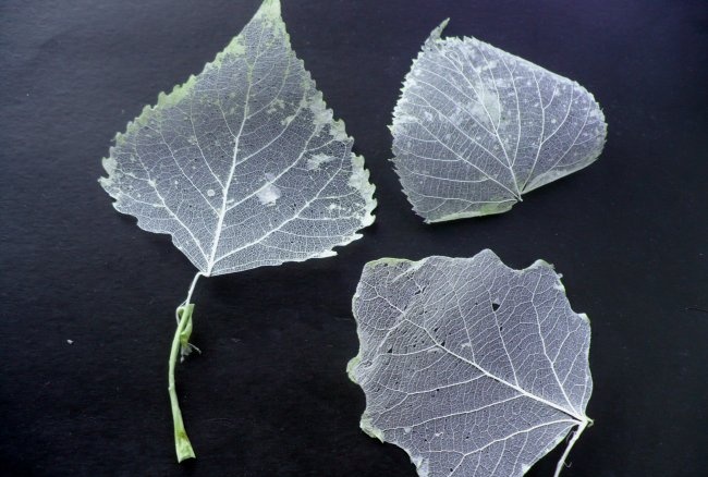 Wie man ganz einfach skelettierte Blätter herstellt