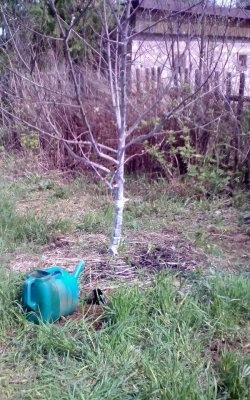 Device for watering and feeding apple trees