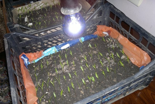 Jak rychle pěstovat papriky