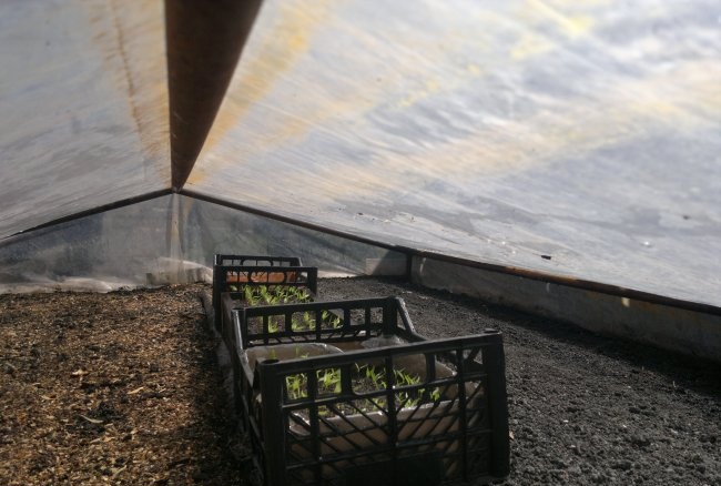 Πώς να καλλιεργήσετε γρήγορα πιπεριές