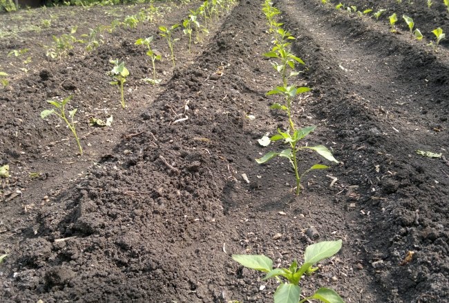 Como cultivar pimentas rapidamente