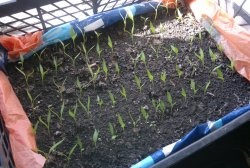 Jak rychle pěstovat papriky