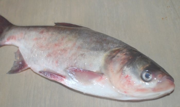 سمك القاروص مقلي بالكامل في مقلاة