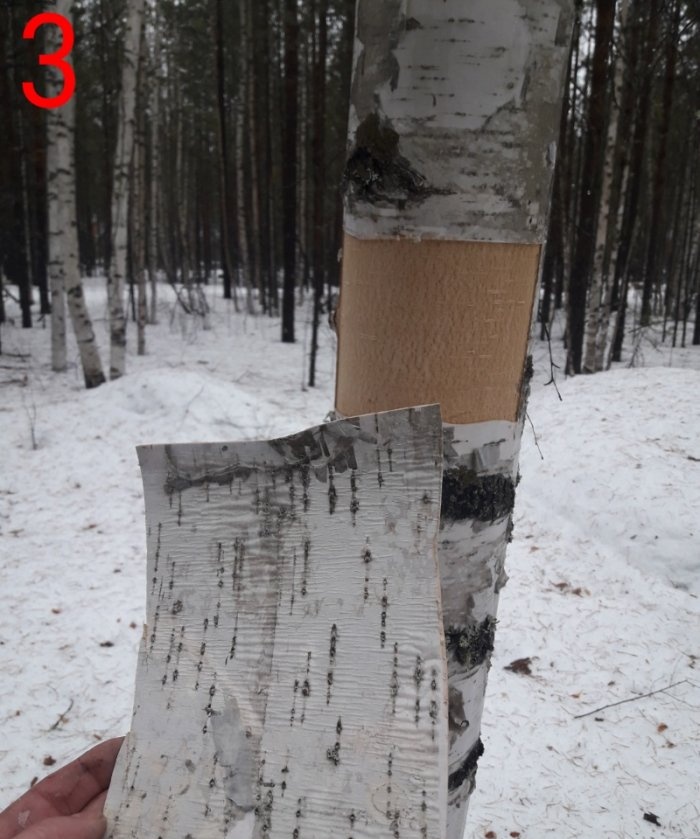 Huş ağacı kabuğundan yapılmış belgeler için kapaklar