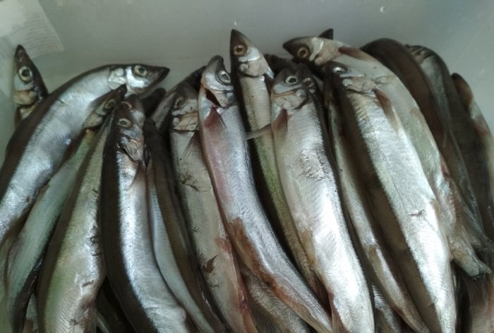 Κάπνισμα capelin στο σπίτι