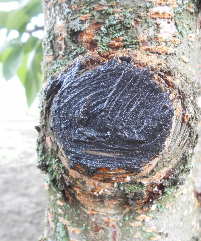 Tăierea sanitară a copacilor toamna