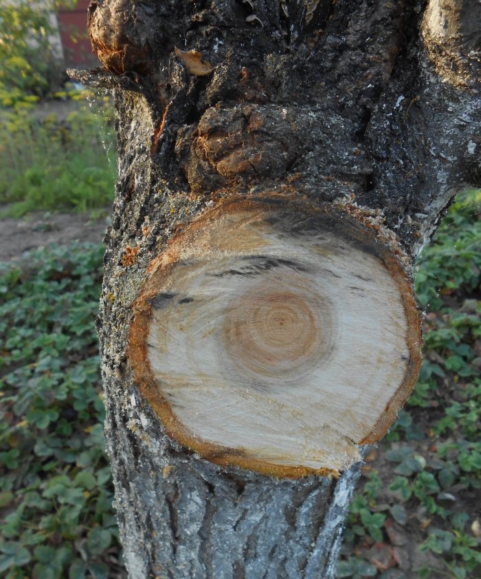 Sanitær beskjæring av trær om høsten