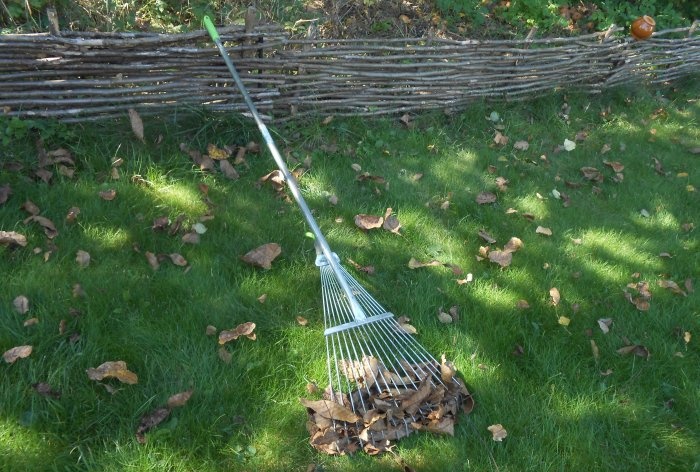 Sanitary pruning of trees in autumn