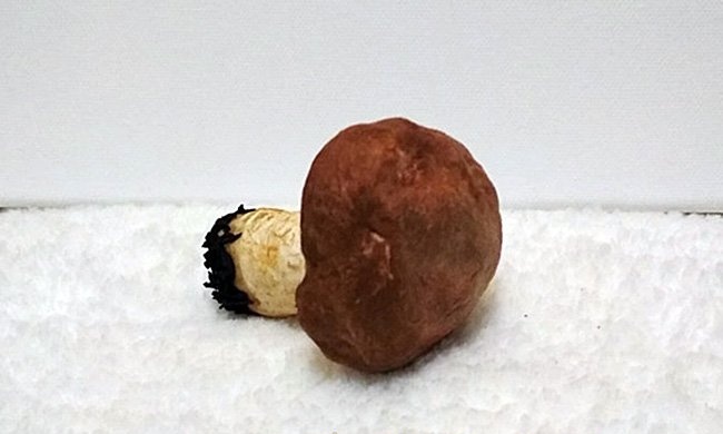 Mushroom sa isang Christmas tree na gawa sa cotton wool