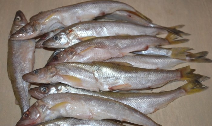 Comment faire frire du poisson éperlan rapidement et savoureux