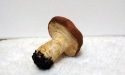 Печурка на јелки од вате