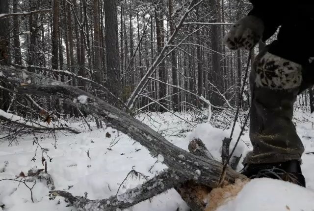 Kišeninis grandininis pjūklas