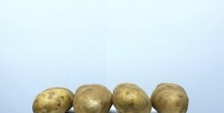 Extrakcia škrobu zo zemiakov