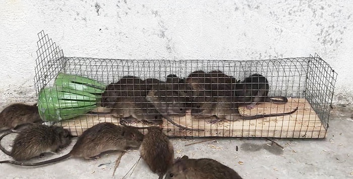 Uma armadilha simples para pequenos roedores