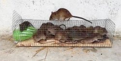 Uma armadilha simples para pequenos roedores