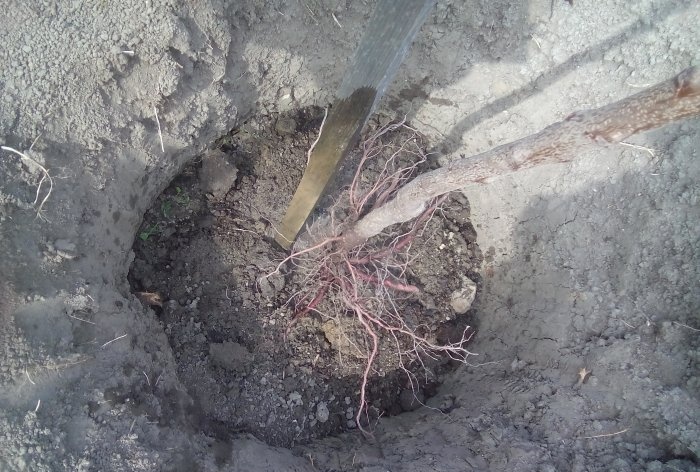 J'ai une maison et un fils, il est temps d'apprendre à planter des arbres ou à planter un abricot au printemps.