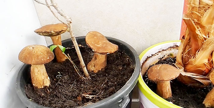 Cum să crești ciuperci porcini pe un pervaz