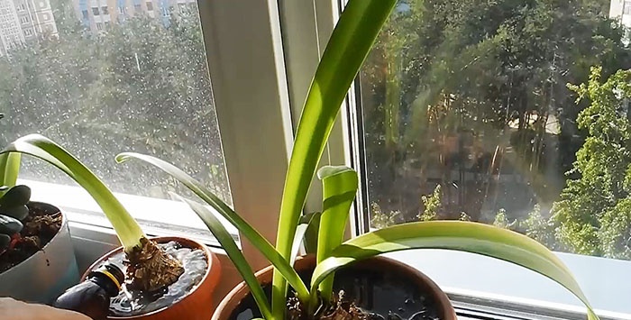 Cómo cultivar hongos porcini en el alféizar de una ventana