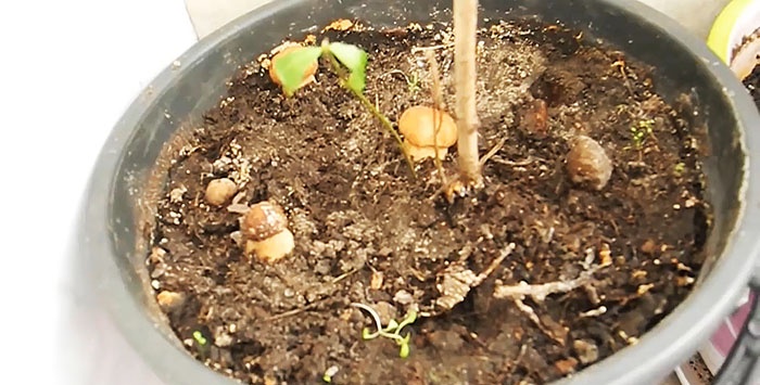 Paano palaguin ang mga porcini mushroom sa isang windowsill