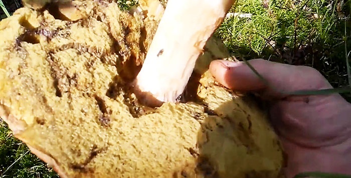 Cómo cultivar hongos porcini en el alféizar de una ventana