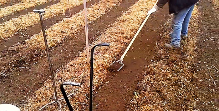 Planting potatoes without a shovel