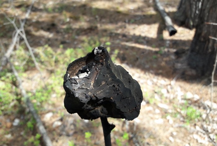 Comment se protéger des moustiques en forêt sans équipement spécial