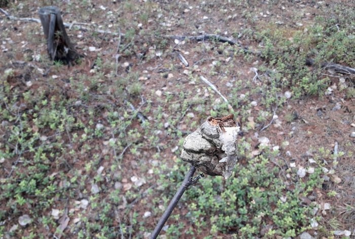 Cómo protegerse de los mosquitos en el bosque sin equipo especial