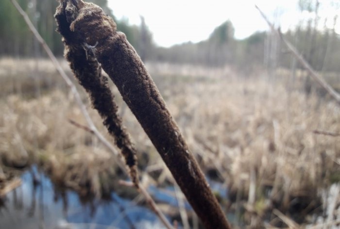 How to protect yourself from mosquitoes in the forest without special equipment