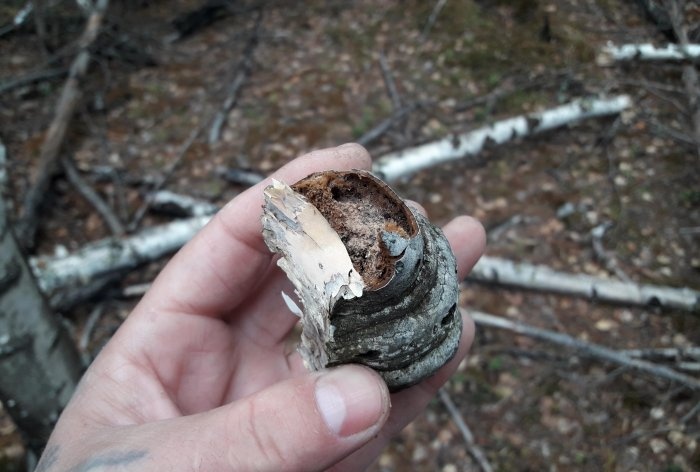 Hoe je jezelf kunt beschermen tegen muggen in het bos zonder speciale uitrusting