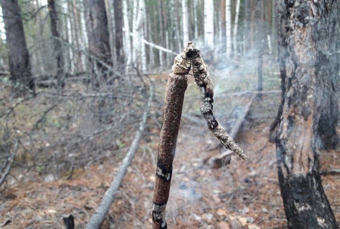 วิธีป้องกันตัวเองจากยุงในป่าโดยไม่ต้องใช้อุปกรณ์พิเศษ