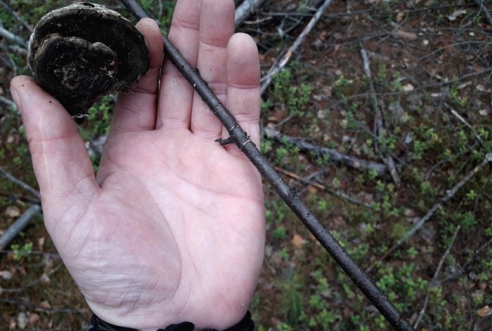 Cómo protegerse de los mosquitos en el bosque sin equipo especial