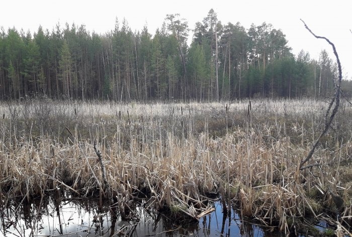 Cómo protegerse de los mosquitos en el bosque sin equipo especial