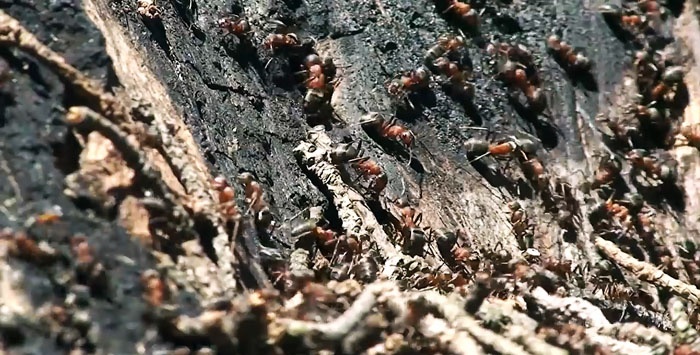 7 effectieve methoden om mieren te bestrijden
