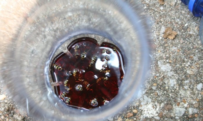 Paano gumawa ng mabisang wasp trap mula sa plastic bottle