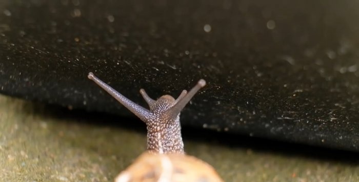 Pagprotekta sa mga seedlings mula sa mga snails gamit ang electric current