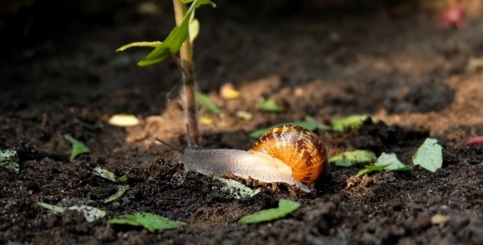 Protecting seedlings from snails using electric current