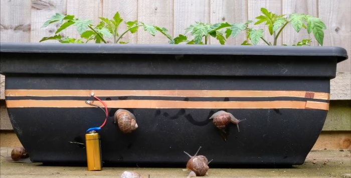 Protecting seedlings from snails using electric current