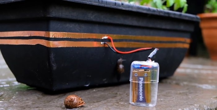 Beskyttelse af frøplanter mod snegle ved hjælp af elektrisk strøm