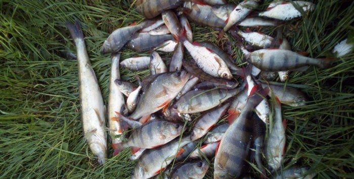 Fisch räuchern beim schnellen Angeln ist einfach köstlich Mein Bericht