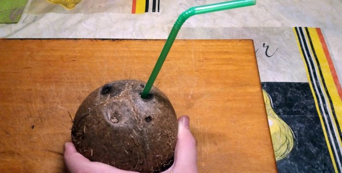 Hoe een kokosnoot te verslaan