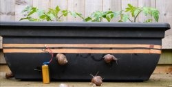 Protéger les semis des escargots grâce au courant électrique