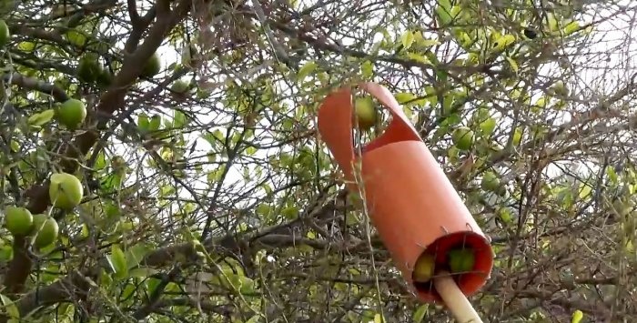 A simple device for picking fruit from a height from a PVC pipe