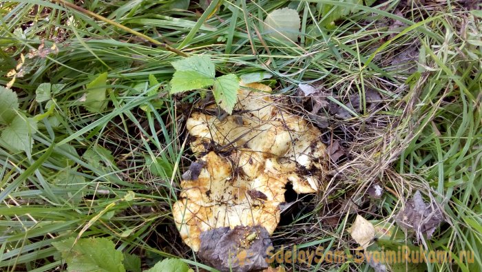 Stap voor stap recept voor het inmaken van melkchampignons