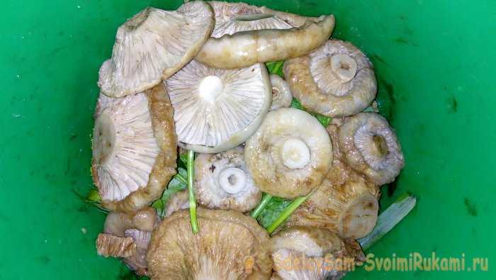 Pickling milk mushrooms step by step recipe