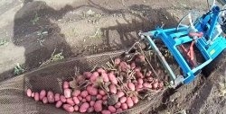 קציר תפוחי אדמה עם טרקטור הליכה מאחור. איך לשפר את חופר תפוחי האדמה שלך