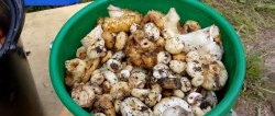 Кисељење млечних печурака, мој корак по корак рецепт