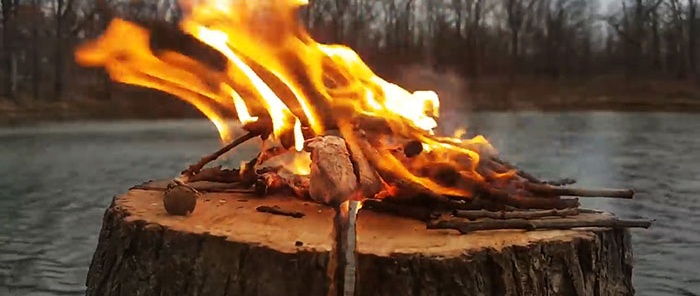 כיצד להסיר גדם עץ בזול וביעילות