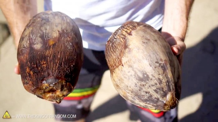 Hur man öppnar en kokosnöt utan verktyg