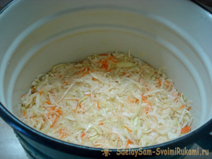 Dry salting cabbage in its own juice